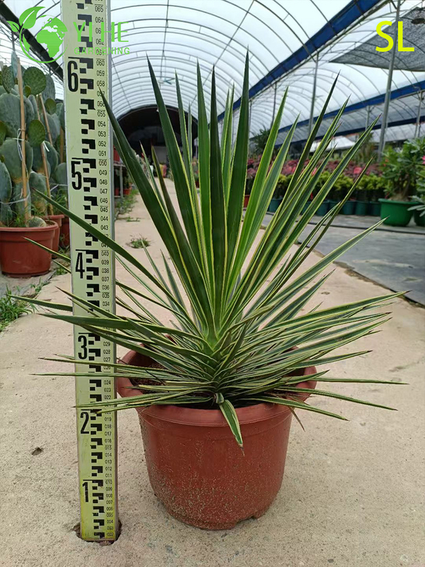 Оптовая архитектурная юкка, живая розетка, ландшафтный дизайн, бонсай