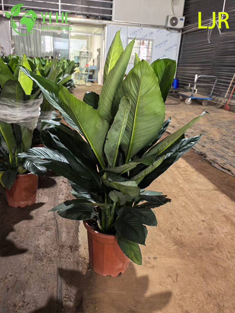 Grande folha Evergreen Spathiphyllum floribundum para planta de purifica&ccedil;&atilde;o de ar interna