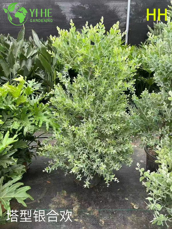 B&aacute;n bu&ocirc;n c&acirc;y hoa cảnh chất lượng xuất khẩu Albizia Julibrissin
