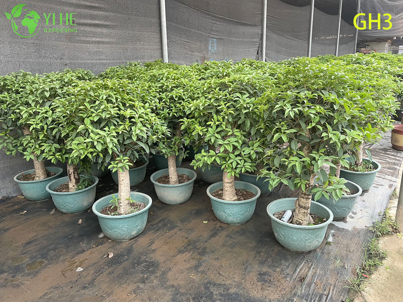 Bonsai di Osmanthus Fragrans in vaso a forma globulare