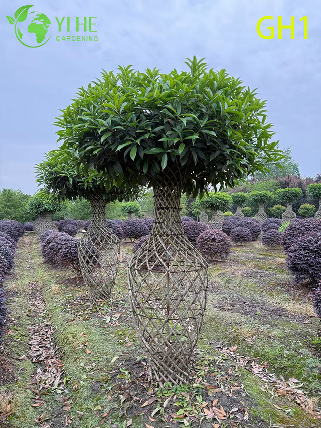 Vaso ornamentale - Albero di Osmanthus Fragrans a forma di, pianta da esterno decorativa matura