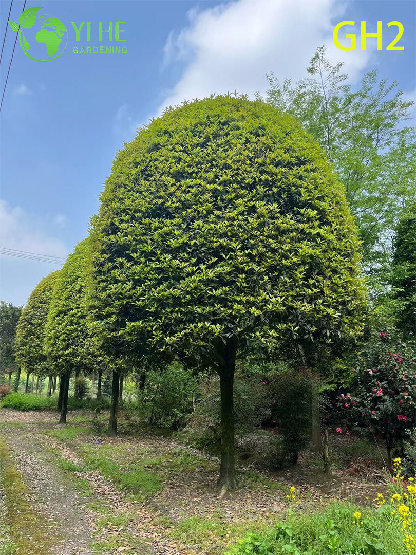 &Aacute;rvore ornamental Osmanthus Fragrans madura em formato globular