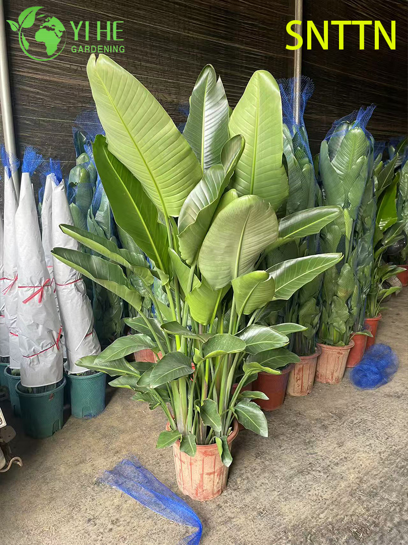 Strelitzia Nicolai d'int&eacute;rieur &agrave; grandes feuilles pour plante de d&eacute;coration tropicale
