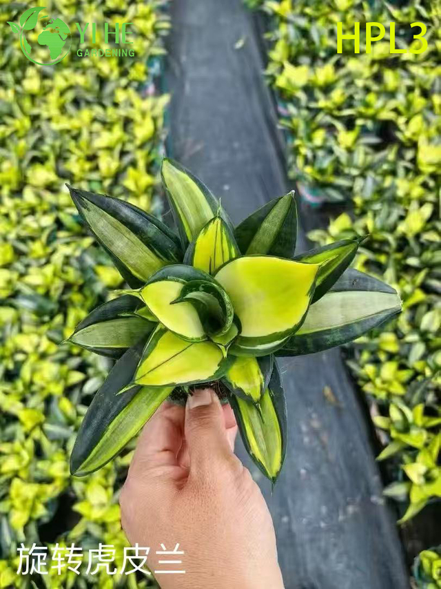 Sansevieria Cylindrica African Spear พืชอวบน้ำในร่มสด