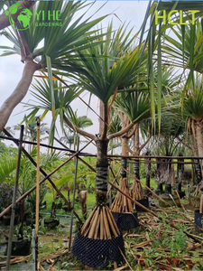 Venta al por mayor de espina roja (Pandanus Utilis) - Arbustos resistentes de hoja perenne