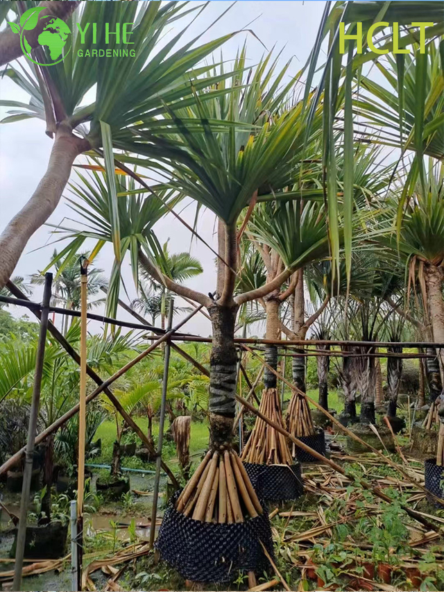 Vendita all'ingrosso di pino rosso (Pandanus Utilis) - Arbusti sempreverdi resistenti