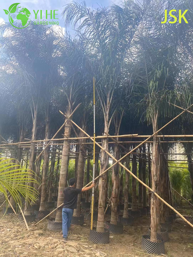 थोक गोल्डन फ़ेदर पाम (सिआग्रस रोमनज़ोफ़ियाना) - सदाबहार सजावटी हथेलियाँ