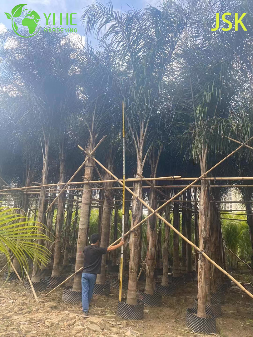ຂາຍສົ່ງປາມຂົນນົກສີທອງ (Syagrus Romanzoffiana) - ປາມໄມ້ປະດັບຕະຫຼອດປີ
