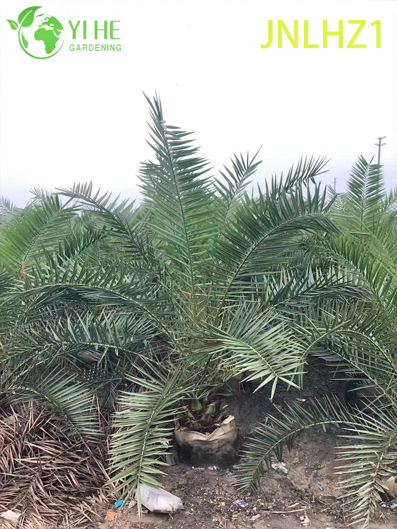 Kanarische Dattelpalme (Phoenix Canariensis) im Gro&szlig;handel – gro&szlig;e, winterharte Palmen