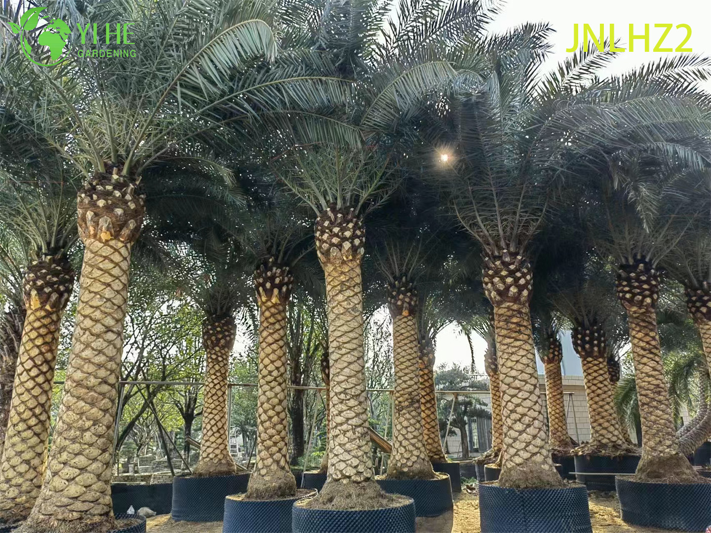 Kanarische Dattelpalme (Phoenix Canariensis) im Gro&szlig;handel – gro&szlig;e, salztolerante, winterharte Palmen