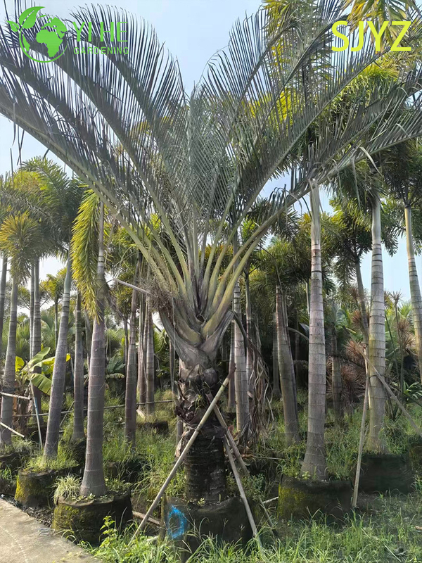 Palma Triangular (Dypsis Decaryi) Al Por Mayor - Palmas Ornamentales De Hoja Perenne