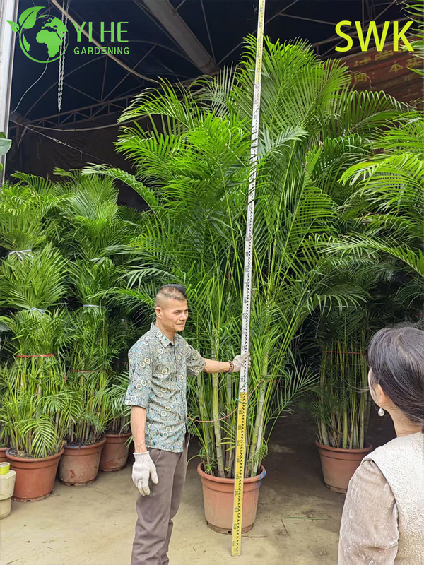 Chrysalidocarpus lutescens Tropische immergr&uuml;ne Palme f&uuml;r die Dekoration im Innen- und Au&szlig;enbereich