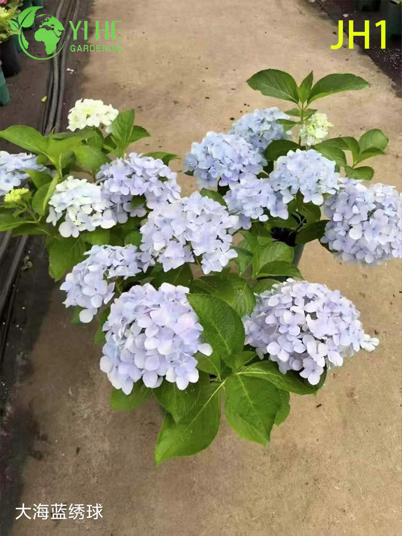 Venta al por mayor de plantas en macetas de crisantemo para decoraci&oacute;n floral de temporada en interiores y exteriores