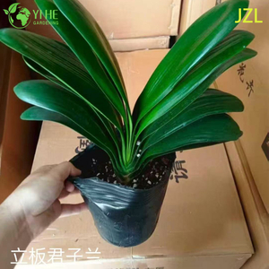 Vente en gros de plantes en pot Clivia Miniata pour un décor de floraison à feuilles persistantes d'intérieur