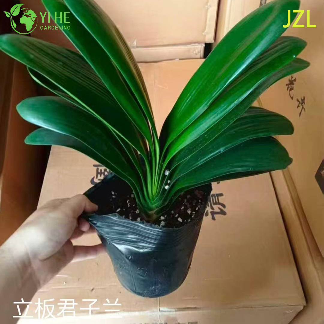 屋内常緑開花装飾用の卸売クリビア ミニアータ鉢植え植物
