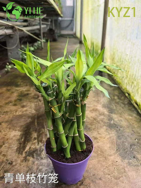 Горшечные растения Lucky Bamboo Dracaena оптом для домашнего декора и подарков