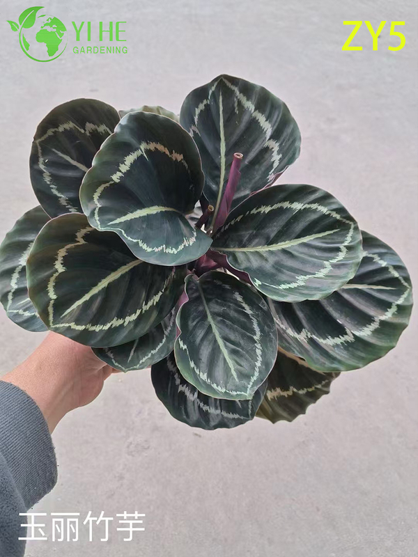 Premium Toptan Calathea Bitkileri - İ&ccedil; Mekan/Dış Mekan Dekorasyonu i&ccedil;in Tropikal Yeşillik