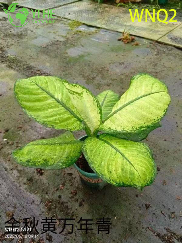 도매 Aglaonema 식물 - 실내 장식을 위한 강건한 열대 단풍