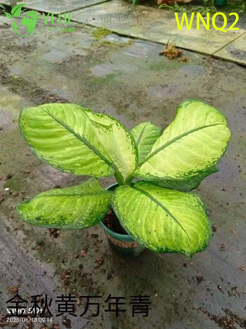 थोक एग्लाओनेमा पौधे - इनडोर सजावट के लिए कठोर उष्णकटिबंधीय पत्ते