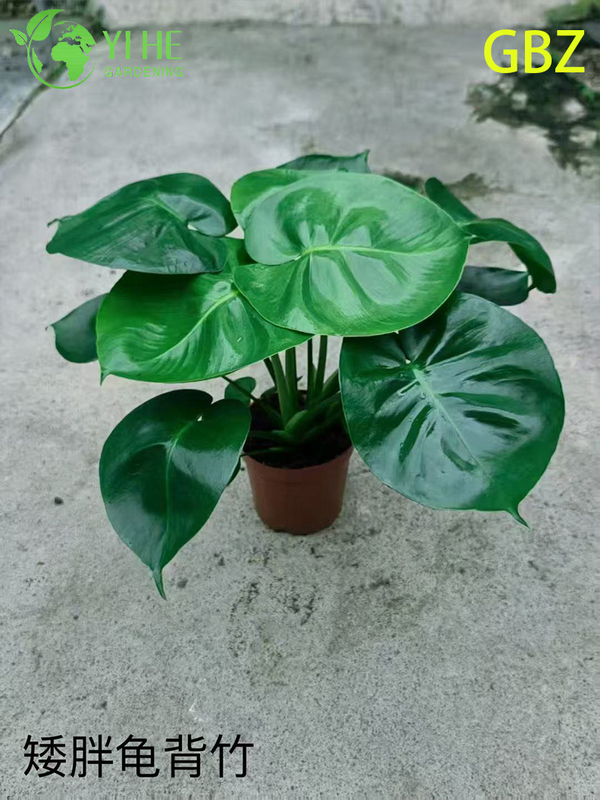 Groothandel Monstera Deliciosa potplanten voor binnendecoratie met groot blad