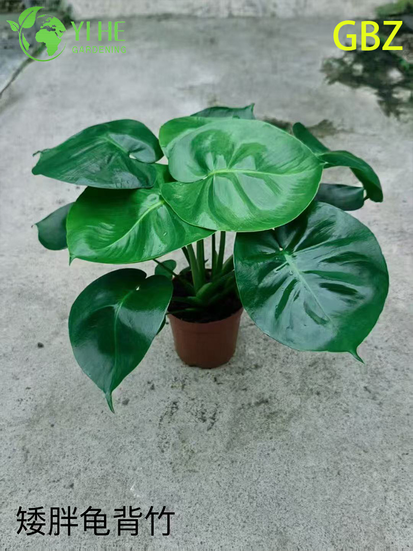 Groothandel Monstera Deliciosa potplanten voor binnendecoratie met groot blad