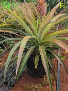 Piante in vaso di ananas bromeliacea all'ingrosso per decorazioni floreali tropicali per interni