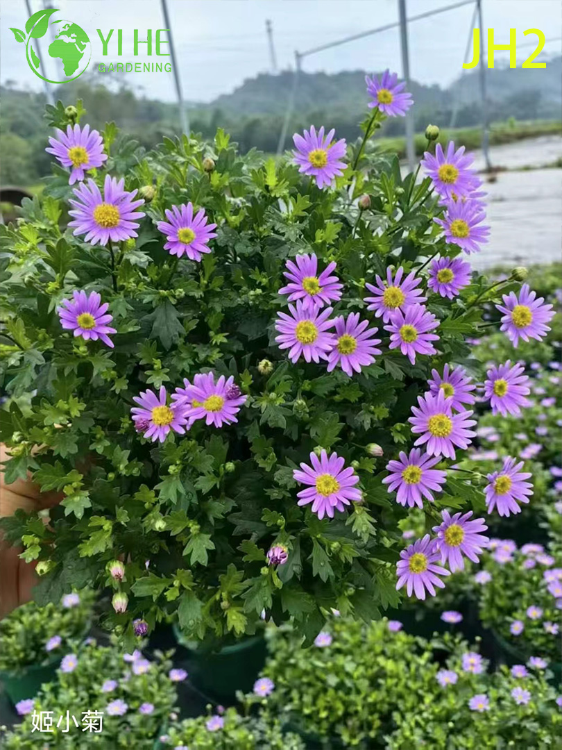 Fiori di crisantemo all'ingrosso - Piante ornamentali in vaso colorate appena tagliate