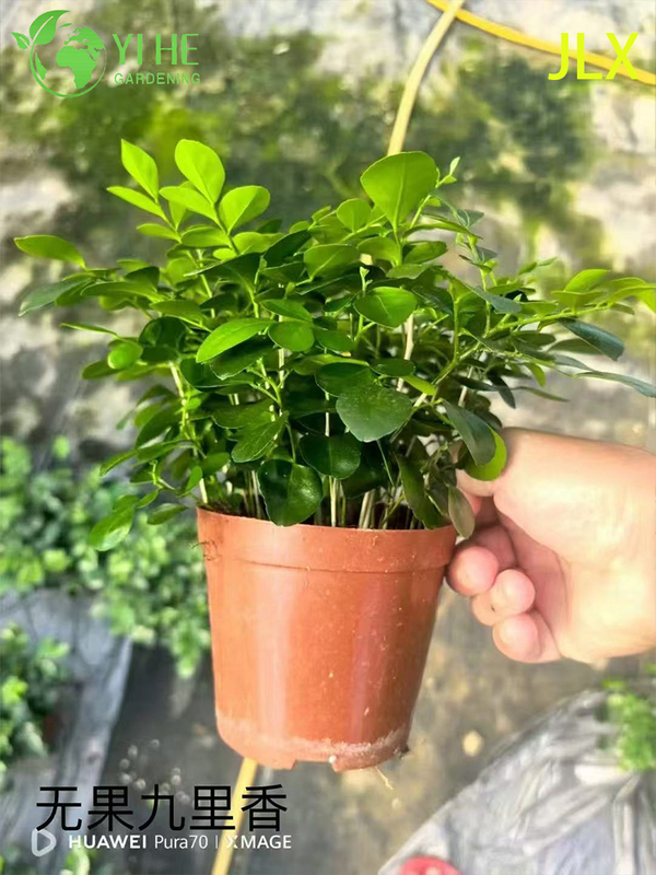 نباتات Murraya Paniculata المُحفوظة بوعاء للبيع بالجملة لتزيين الزهور العطرة في الأماكن المغلقة والخارجية