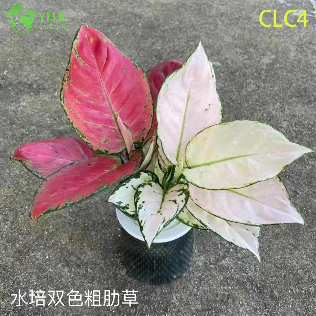 الجملة نباتات Aglaonema الاستوائية للديكور الداخلي والخارجي