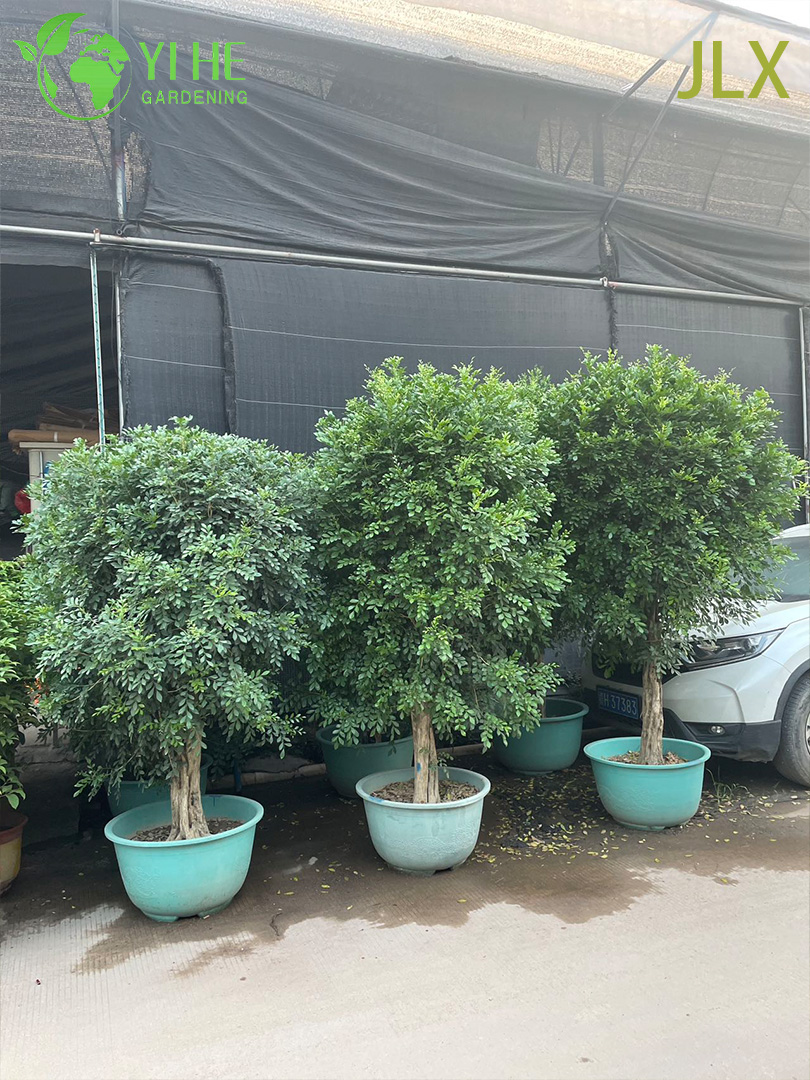 نباتات الزينة بوعاء مورايا إكزوتيكا إل لمصنع التصدير