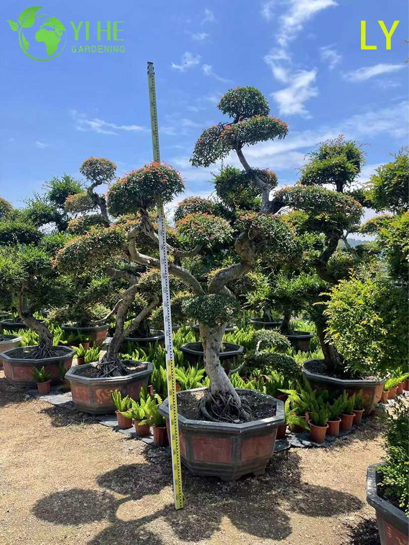 Bonsaï d'orme mature ornemental - Ulmus parvifolia pour la décoration de jardin