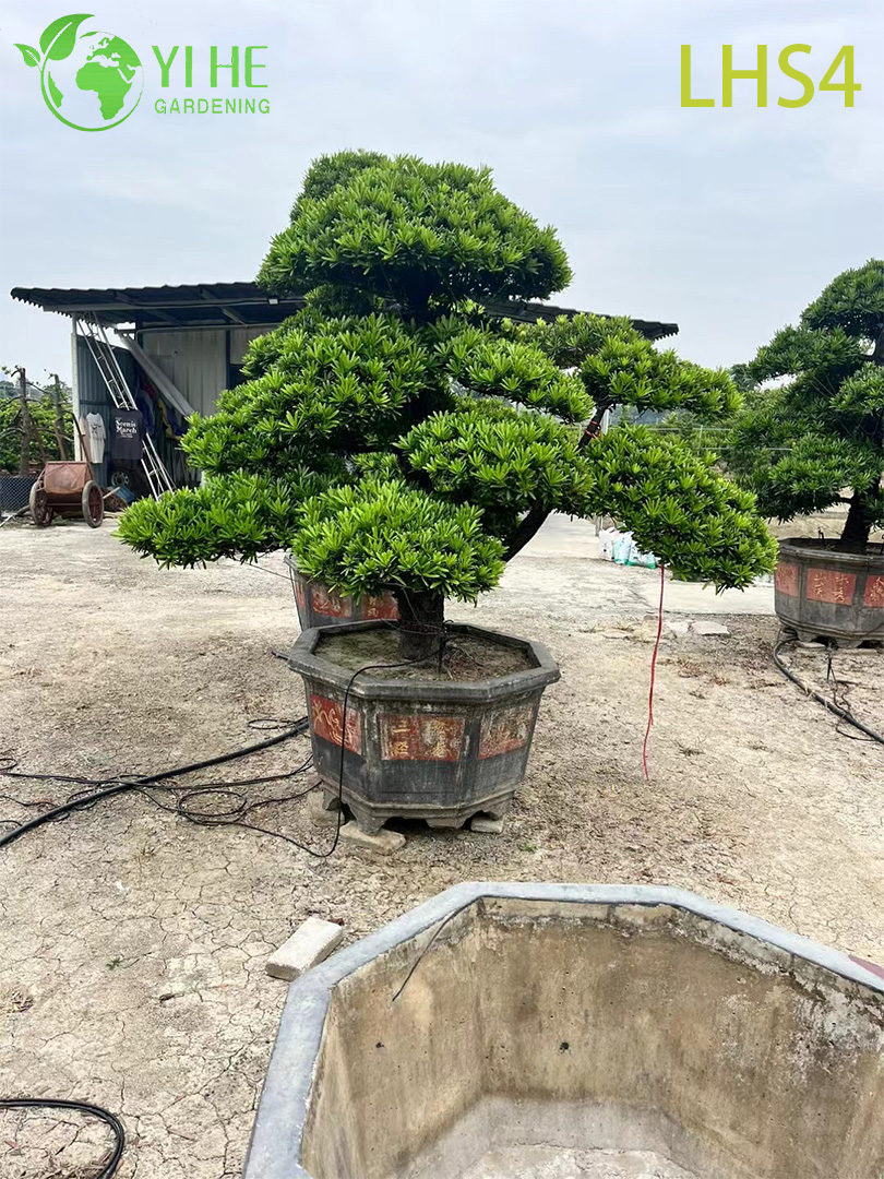 Abgestuft – Podocarpus-Bonsai mit Baldachin f&uuml;r die gro&szlig;e Gartenpr&auml;sentation