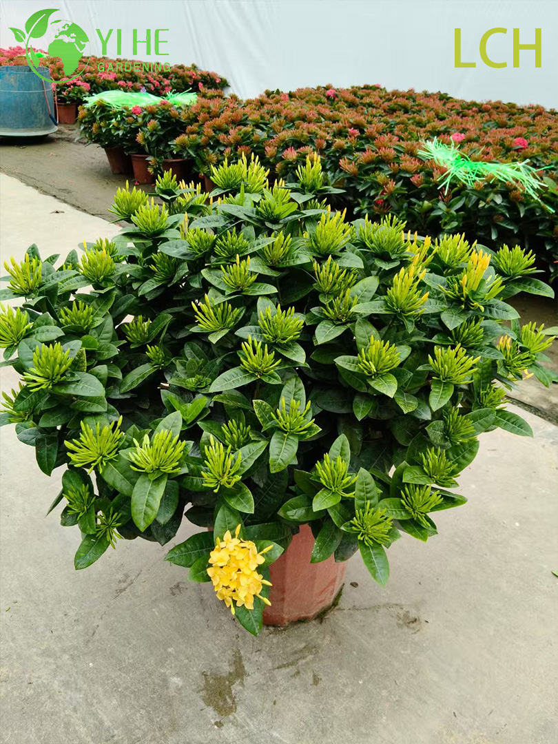 نباتات Ixora chinensis المزهرة الملونة بوعاء لتزيين الحديقة
