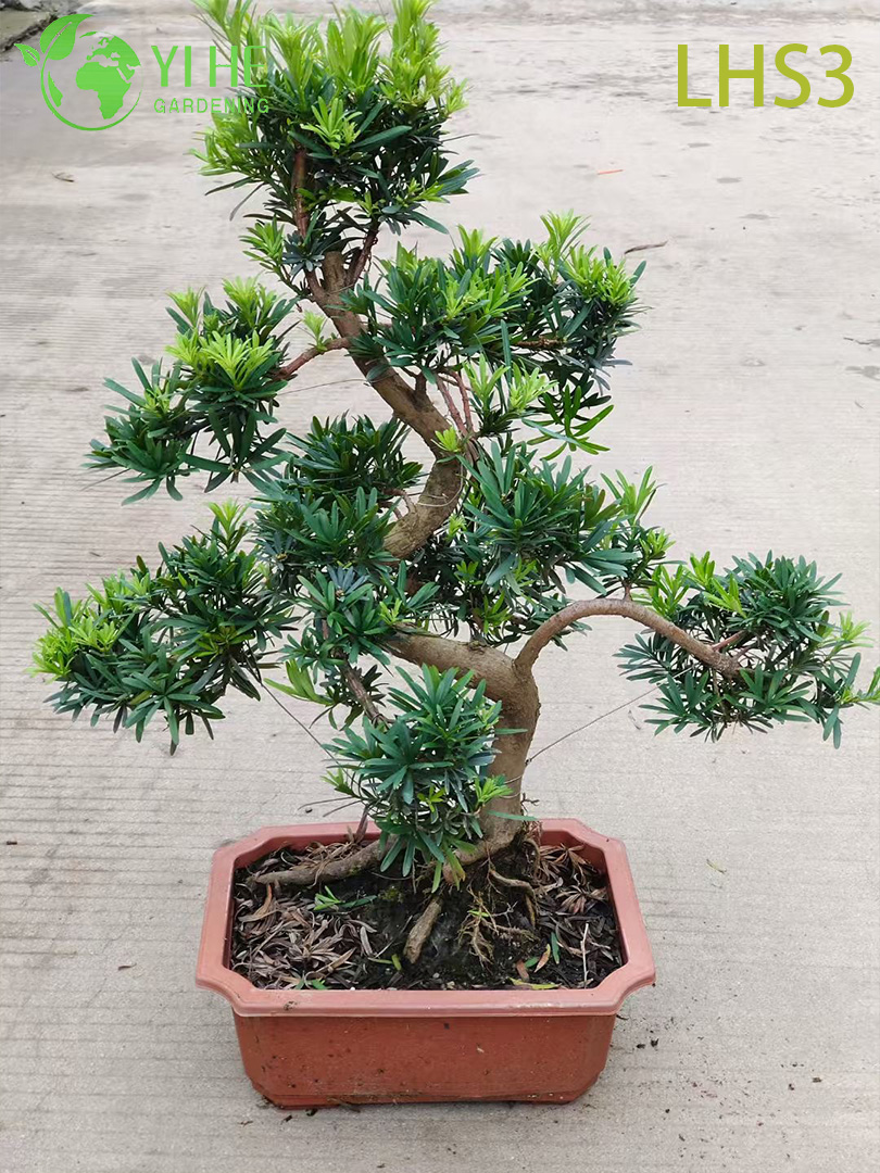 Bonsai Podocarpus a forma di S per decorazioni artistiche da giardino