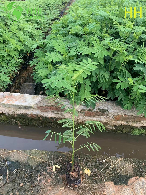 S&uuml;s Sarı Cassia glauca &Ccedil;i&ccedil;ekli Ağa&ccedil;