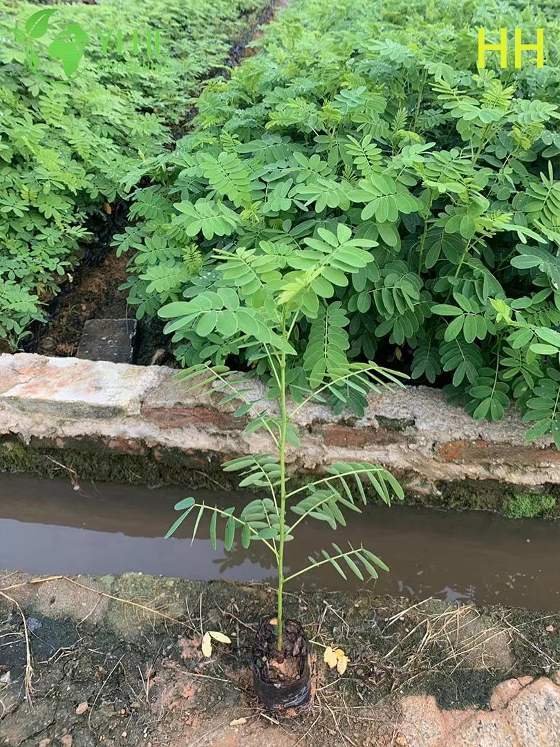 S&uuml;s Sarı Cassia glauca &Ccedil;i&ccedil;ekli Ağa&ccedil;