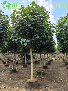 Vert ornemental - feuille Hibiscus tiliaceus Arbre à fleurs