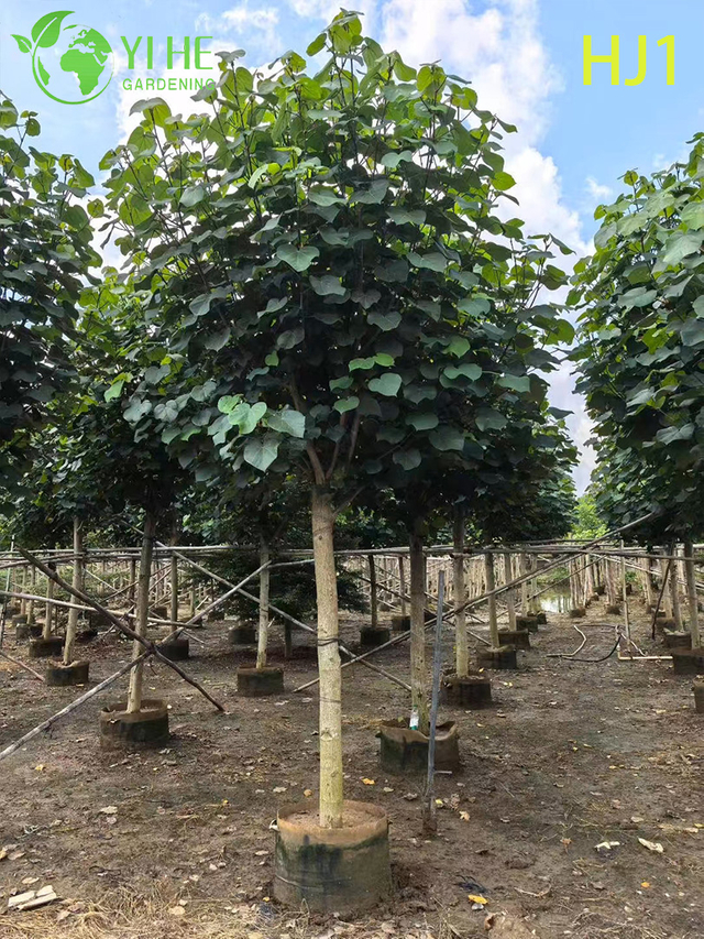 Verde ornamental - hoja Hibiscus tiliaceus &Aacute;rbol en flor