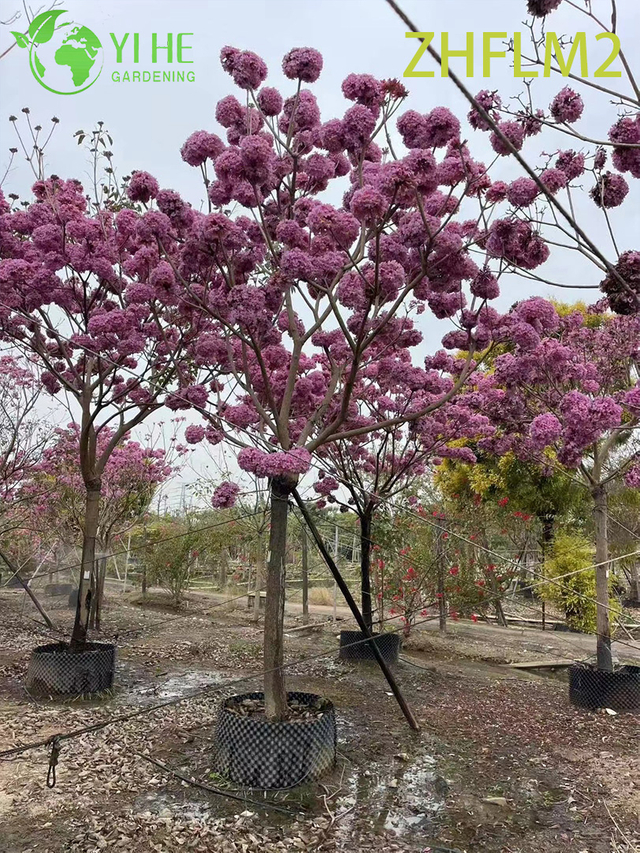 &Aacute;rvore Ornamental Enxertada Tabebuia rosea Rosa