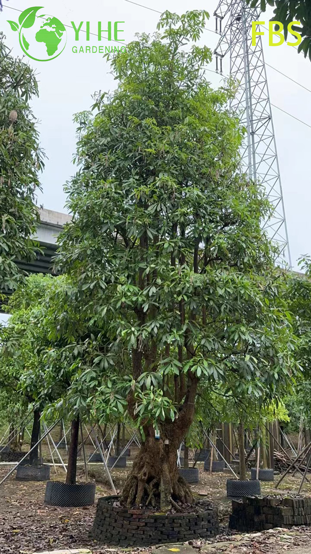 Alstonia Scholaris tropical ornemental, arbre de tableau noir de paysage &agrave; feuilles persistantes, plante d’Alstonia &agrave; fleurs hautes, arbre &eacute;rudit de jardin tropical