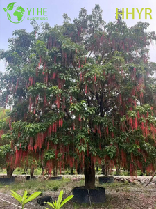 ໄມ້ປະດັບສີແດງ - ດອກ Barringtonia acutangula ເປັນໄມ້ຢືນຕົ້ນເຂດຮ້ອນ