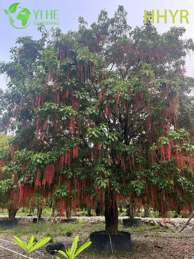 Ornamental Vermelho - &Aacute;rvore Tropical Barringtonia acutangula florida
