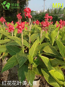 Hurtowy eksport Canna Lily Ozdobna roślina wieloletnia Najwyższa jakość