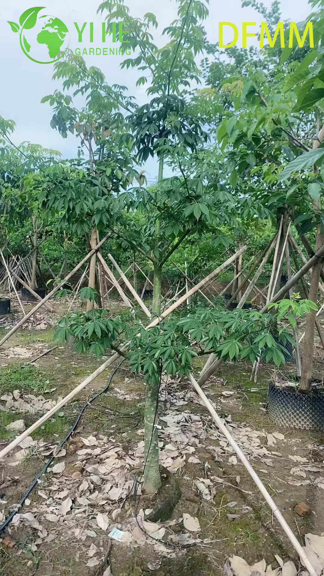 Оптовая продажа вечнозеленых декоративных деревьев Ceiba Speciosa для экспорта в сад и ландшафтный дизайн