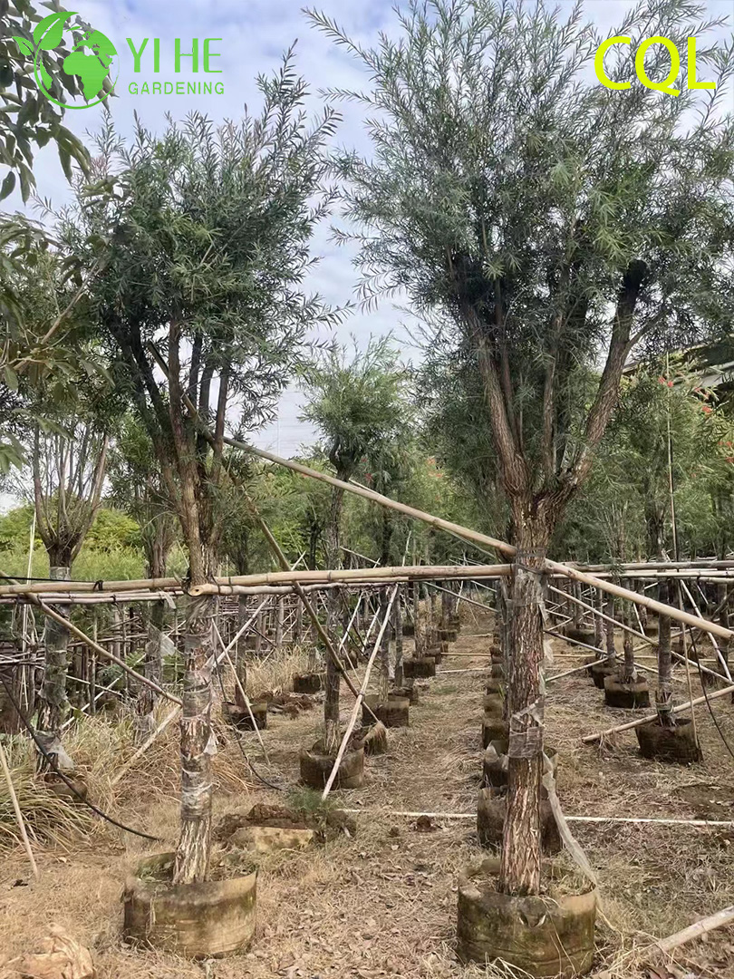 លក់ដុំ Callistemon viminalis ផ្កាឈើដើម្បីលម្អ រុក្ខជាតិសួននាំចេញ