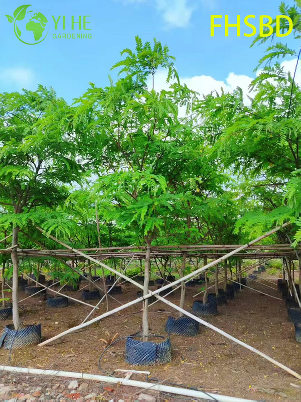 M&agrave;u hồng trang tr&iacute; - Hoa Cassia Javanica, C&acirc;y Cassia hồng trong vườn nhiệt đới, C&acirc;y Cassia Javanica ra hoa thường xanh, M&agrave;u hồng cảnh - Blossom Cassia