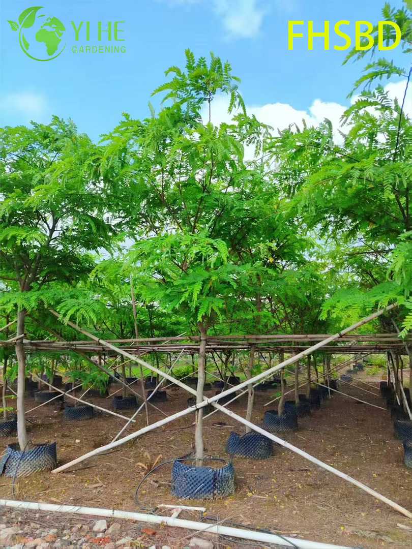 M&agrave;u hồng trang tr&iacute; - Hoa Cassia Javanica, C&acirc;y Cassia hồng trong vườn nhiệt đới, C&acirc;y Cassia Javanica ra hoa thường xanh, M&agrave;u hồng cảnh - Blossom Cassia