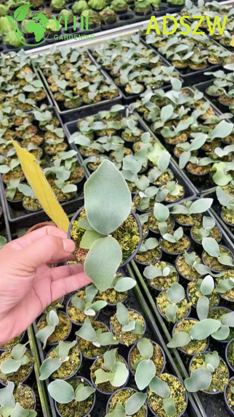 Groothandel Andes Java-potplanten voor landschapsarchitectuur en decoratie binnen en buiten