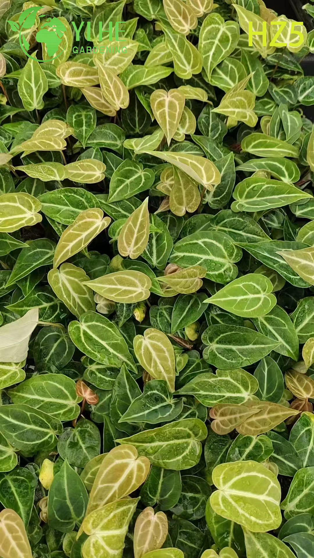 በጅምላ ወደ ውጭ ይላኩ ንጉስ/የ Anthurium ችግኞች | የትሮፒካል ጌጣጌጥ ቅጠሎች ችግኞች