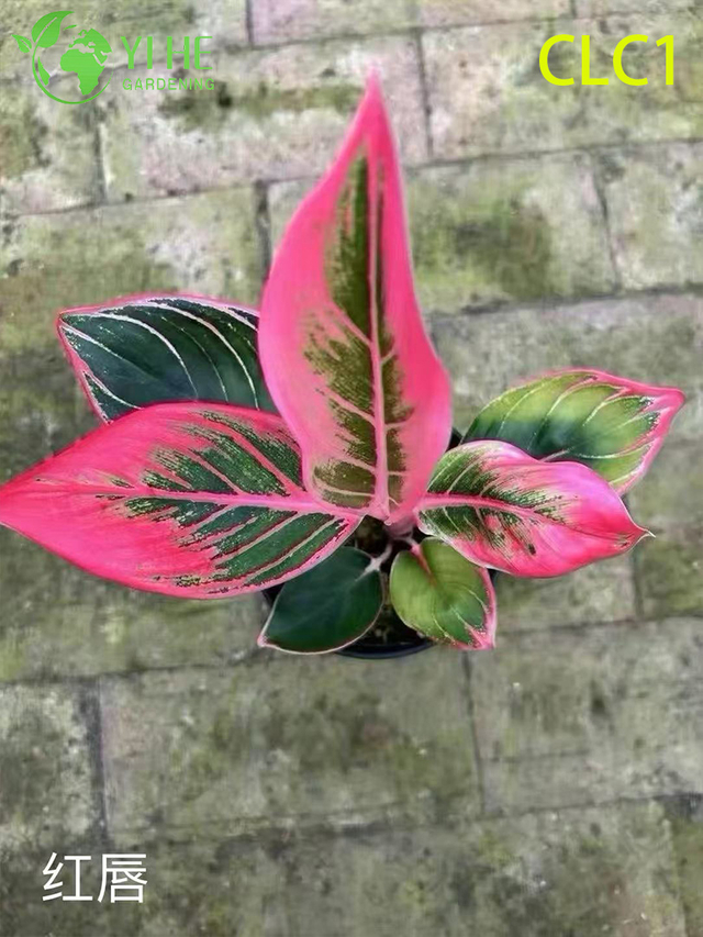Gro&szlig;handel mit Aglaonema-Topfpflanzen f&uuml;r die Laubdekoration bei schwachem Licht im Innenbereich